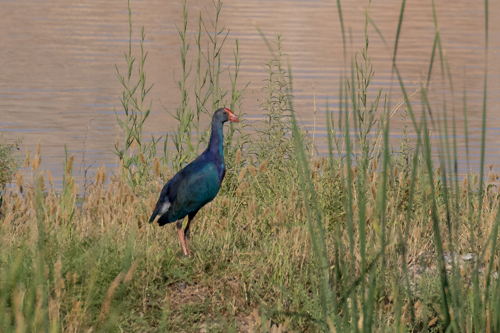 Grey-headed Swamphen