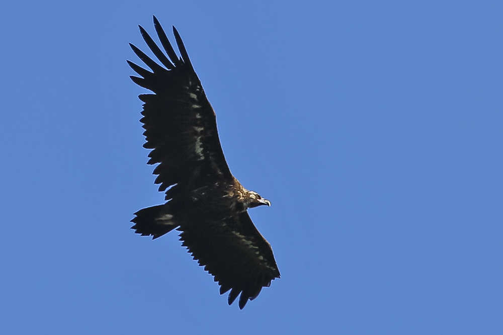 Cinereous Vulture
