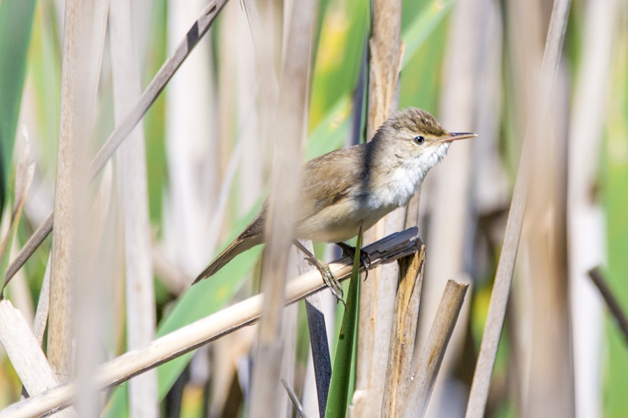 Common Reed Warbler