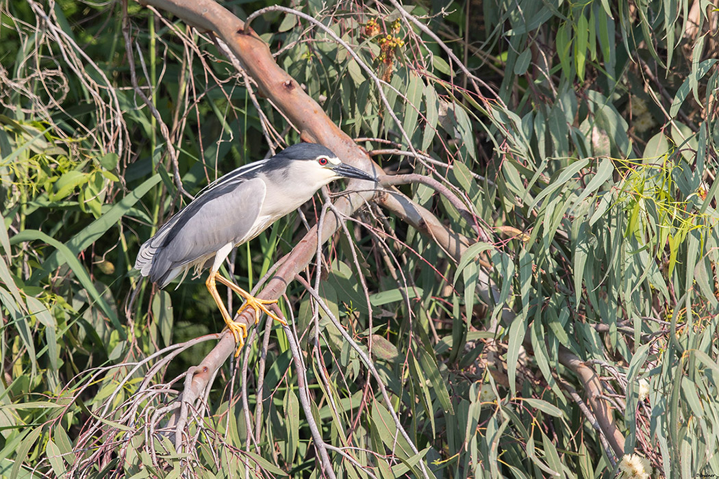 Black-crowned Night Heron