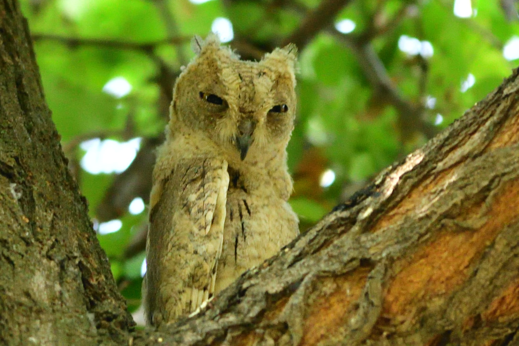 Pallid Scops Owl