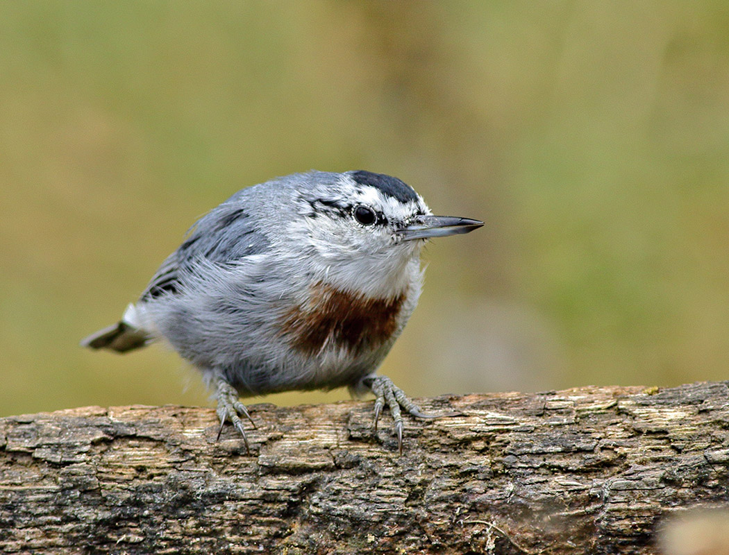 Krüper`s Nuthatch