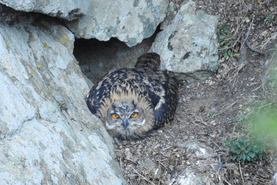 Eurasian Eagle-Owl