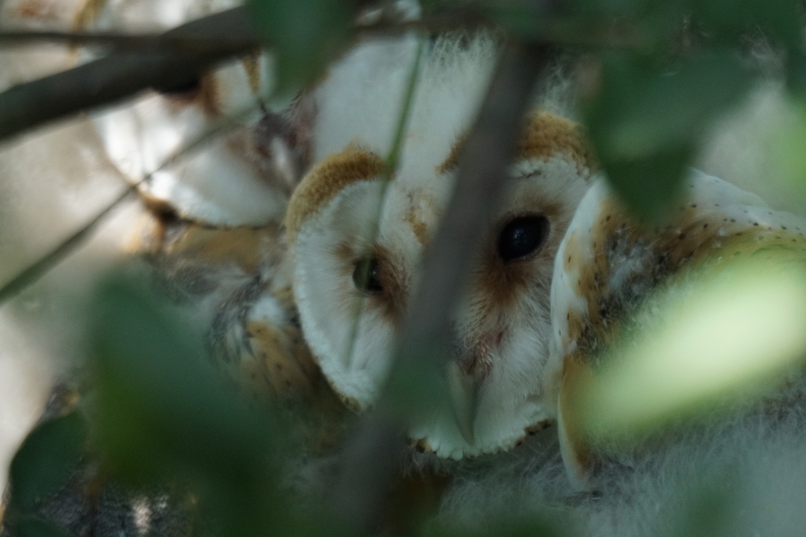 Western Barn Owl