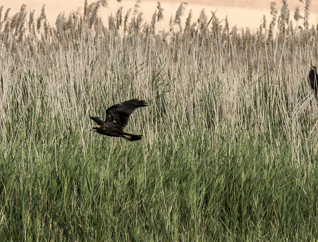 Western Marsh Harrier