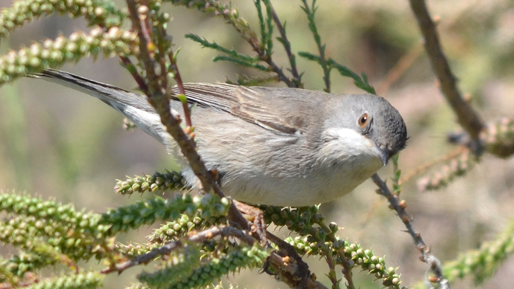 Common Whitethroat