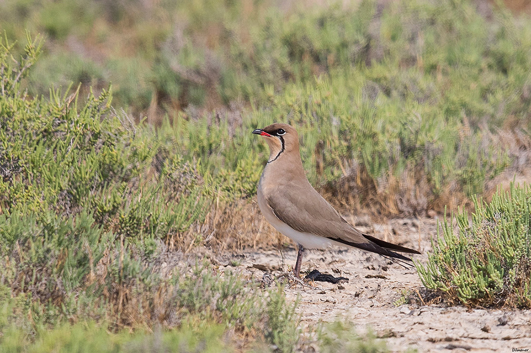 Collared Pratincole