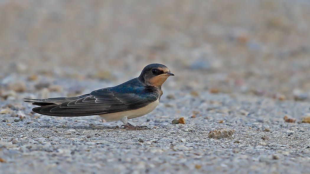 Barn Swallow