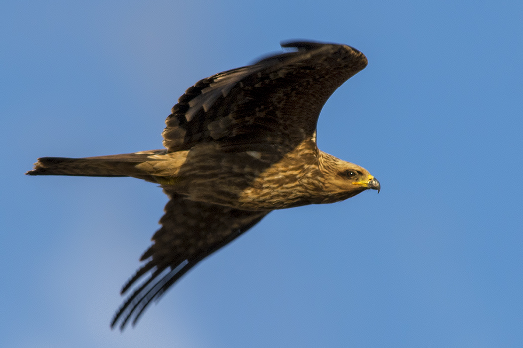 Black Kite