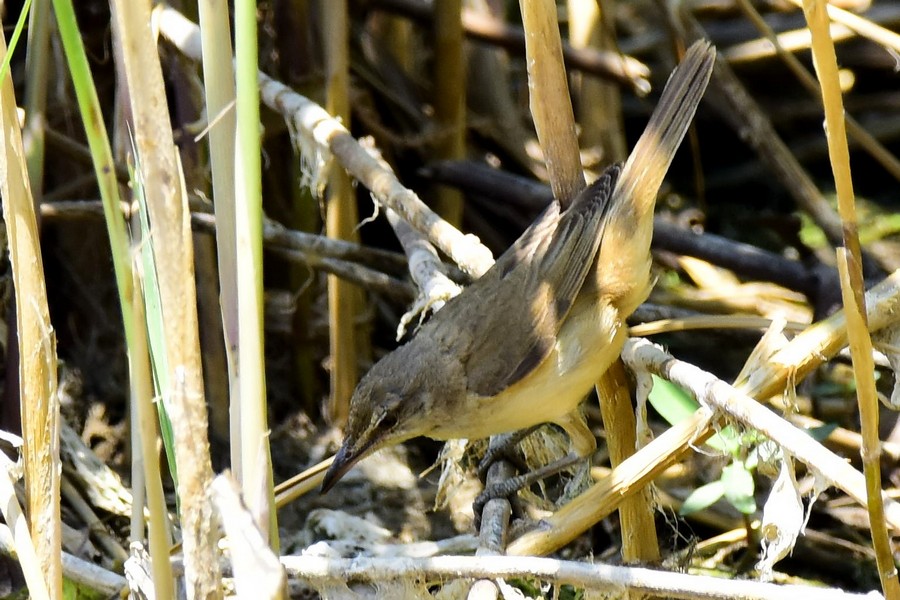 Great Reed Warbler