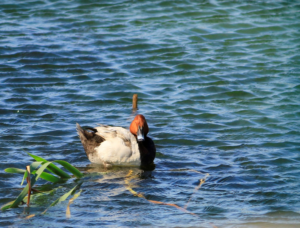 Common Pochard