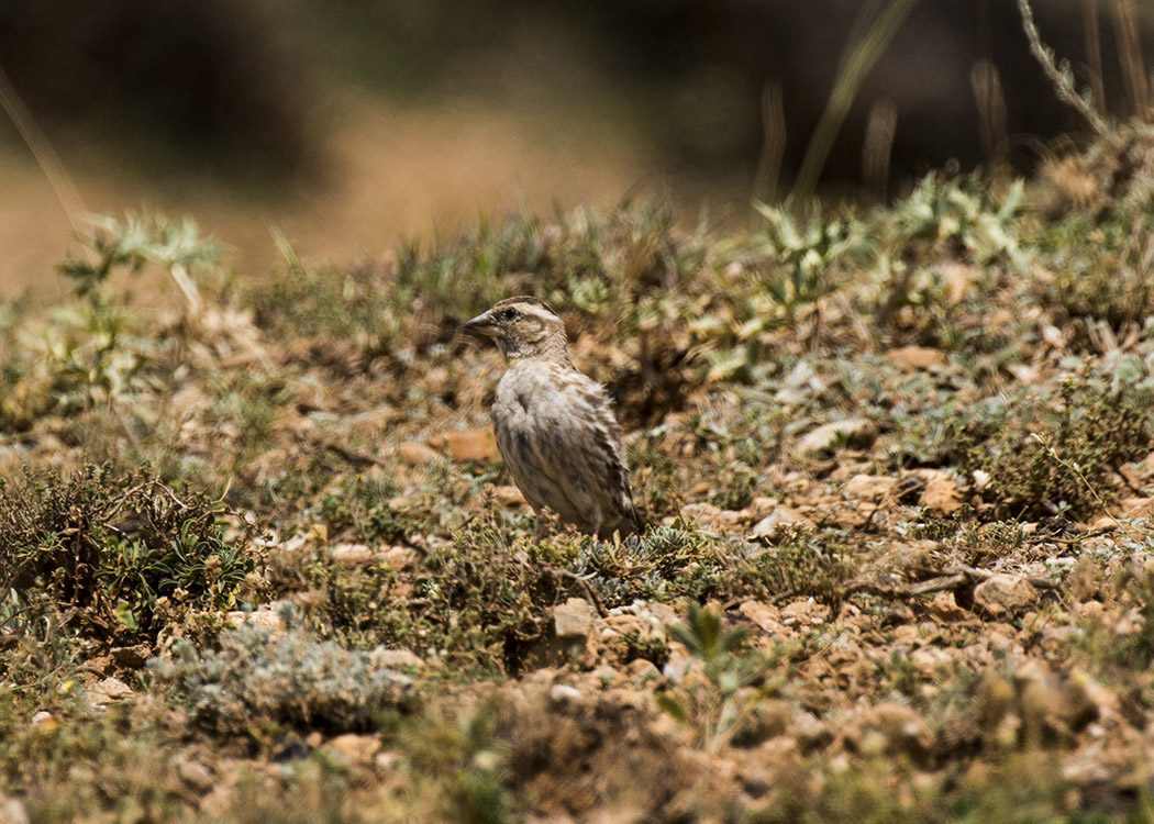 Rock Sparrow