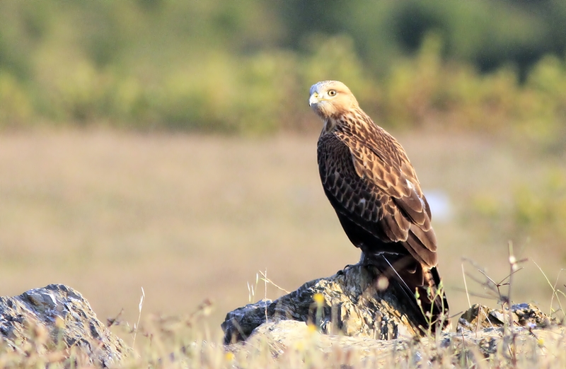 Long-legged Buzzard