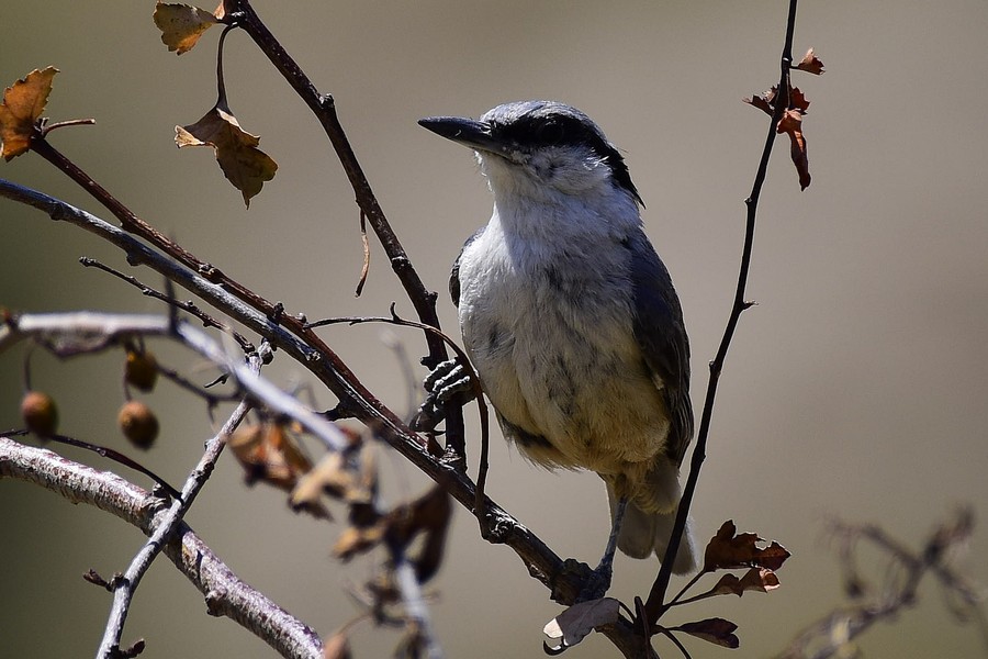Western Rock Nuthatch