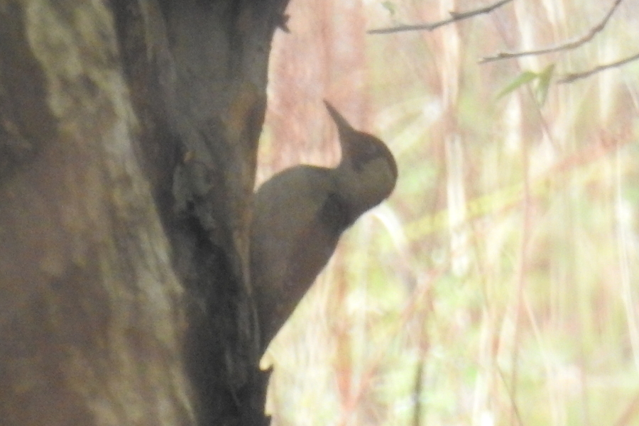 European Green Woodpecker