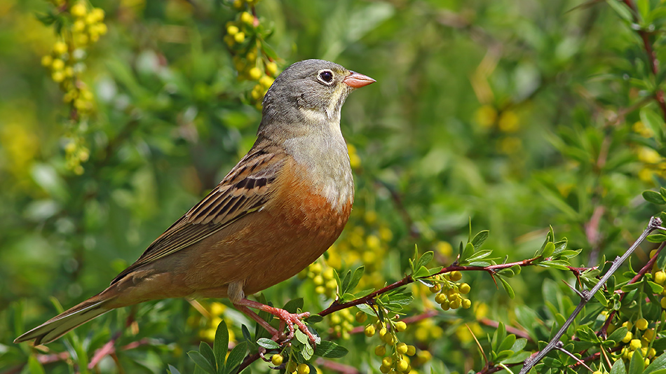 Ortolan Bunting
