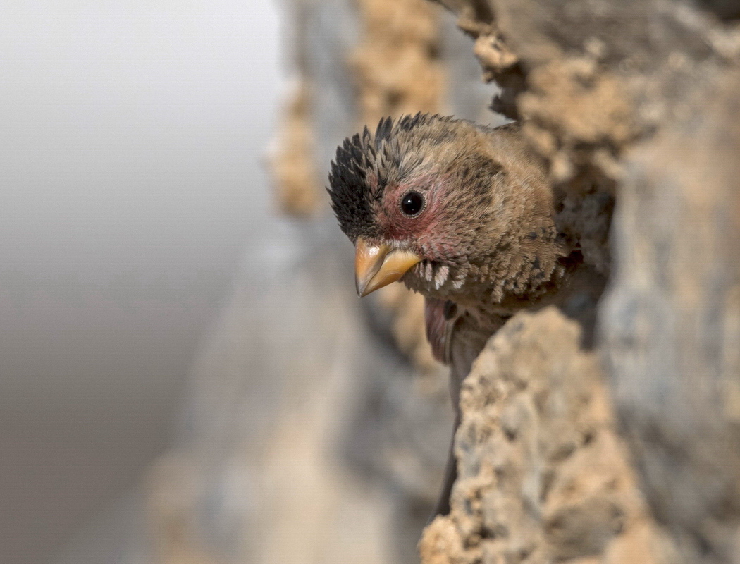 Eurasian Crimson-winged Finch