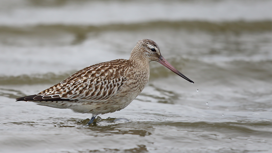 Bar-tailed Godwit