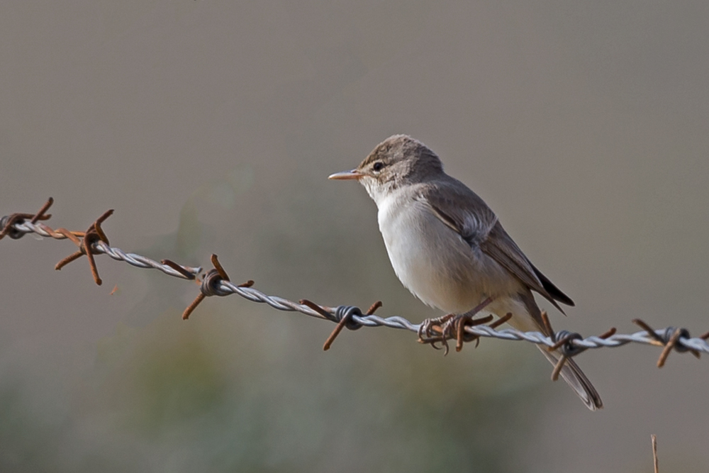 Upcher`s Warbler