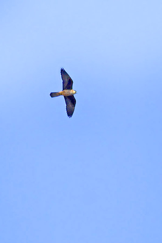 Eleonora`s Falcon