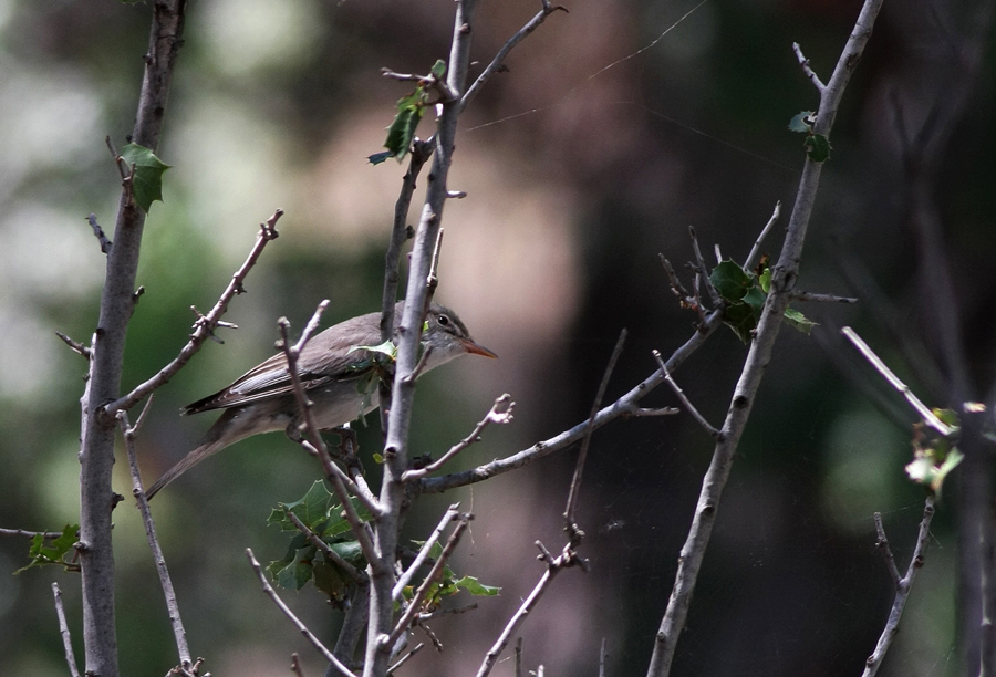 Olive-tree Warbler