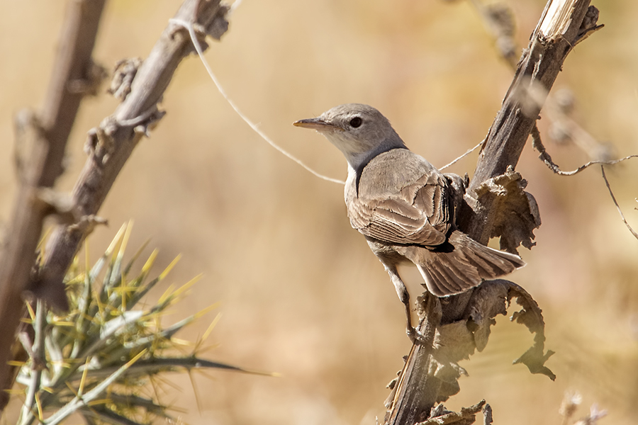 Upcher`s Warbler