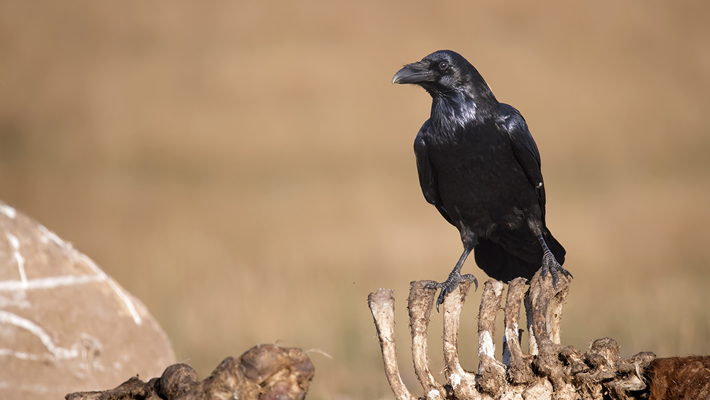 Northern Raven
