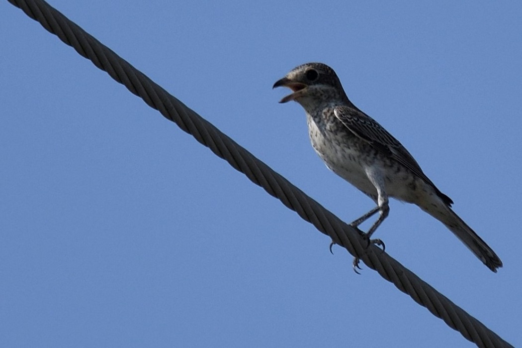 Masked Shrike