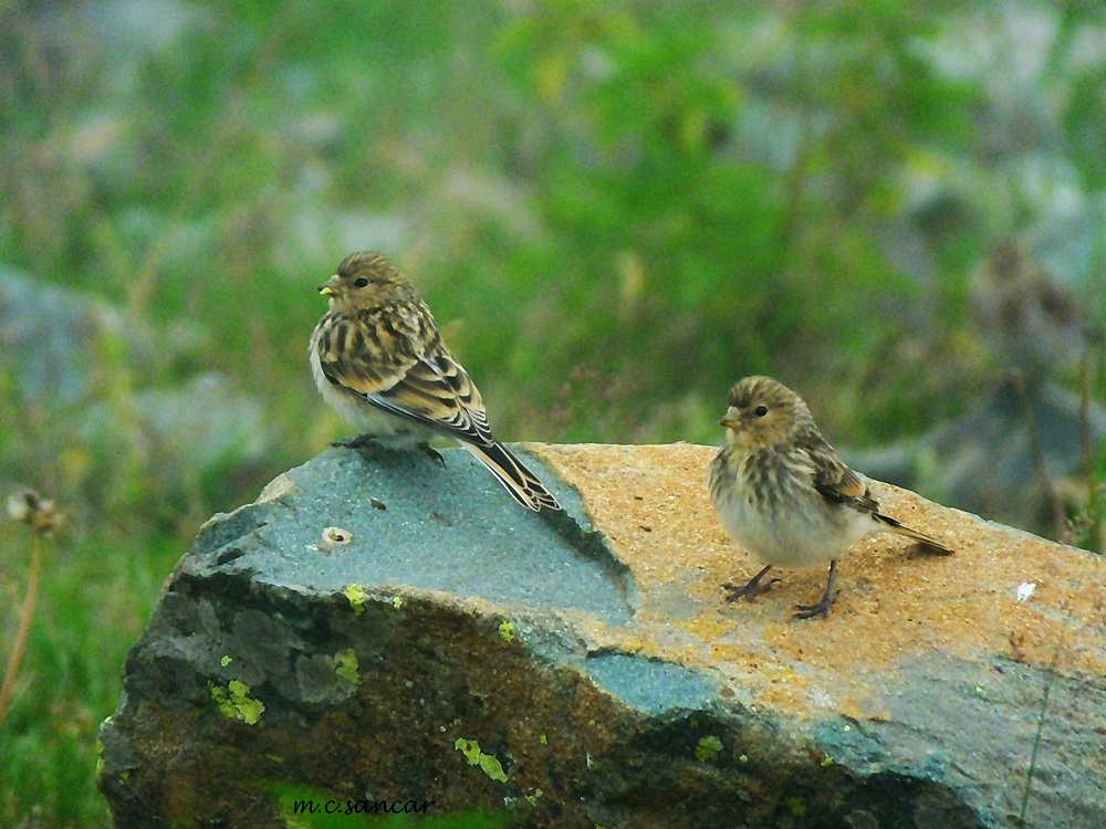 Twite
