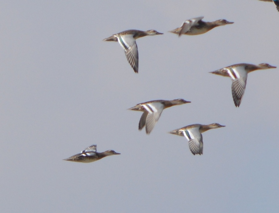 Garganey