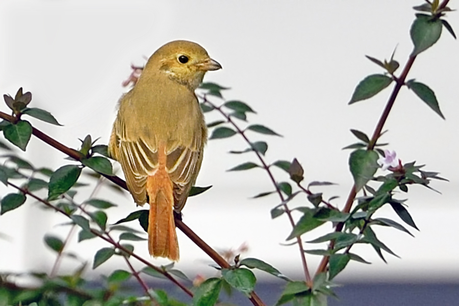 Isabelline Shrike