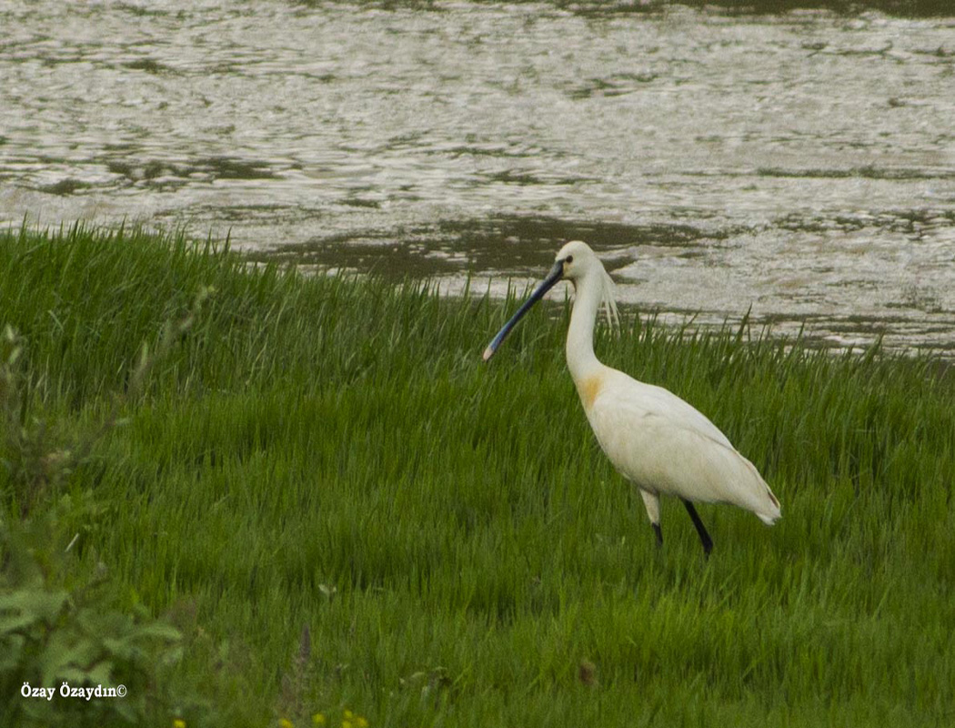 Eurasian Spoonbill
