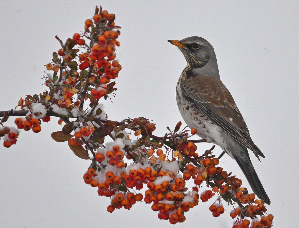 Fieldfare