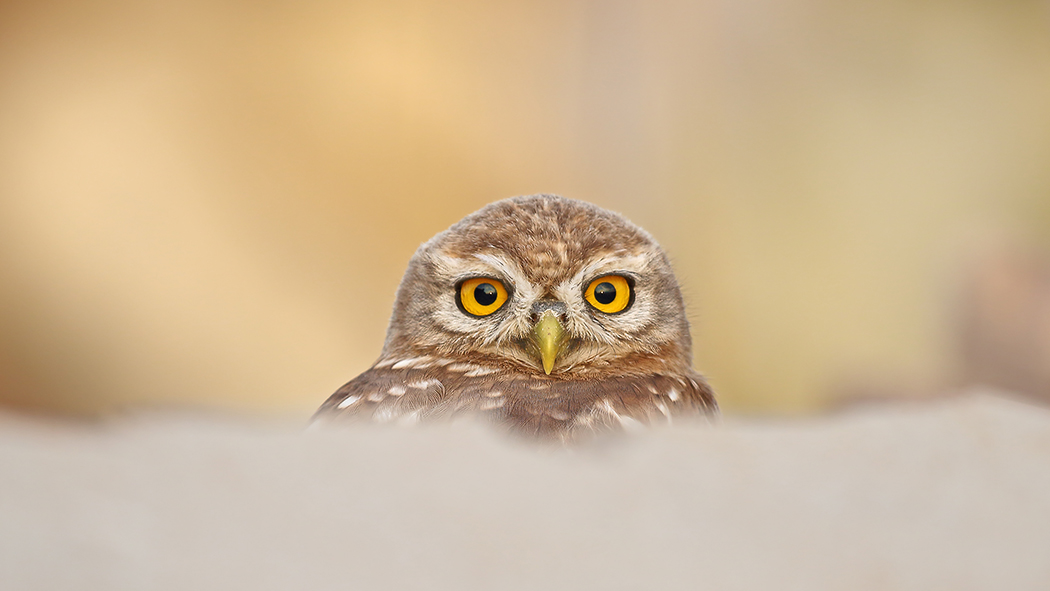 Little Owl