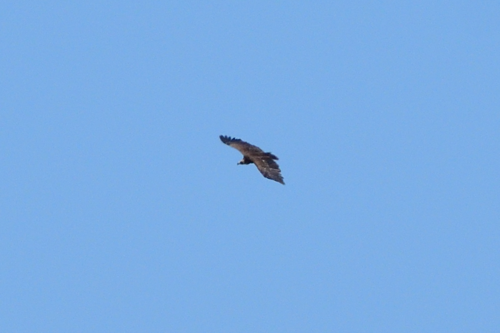 Cinereous Vulture