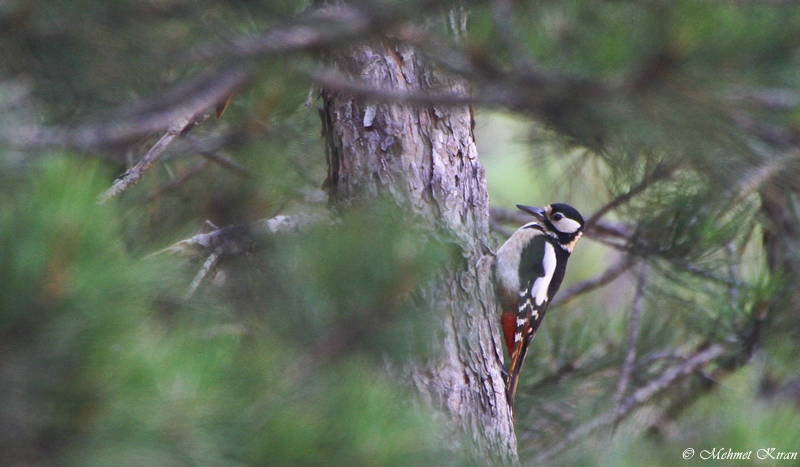Great Spotted Woodpecker
