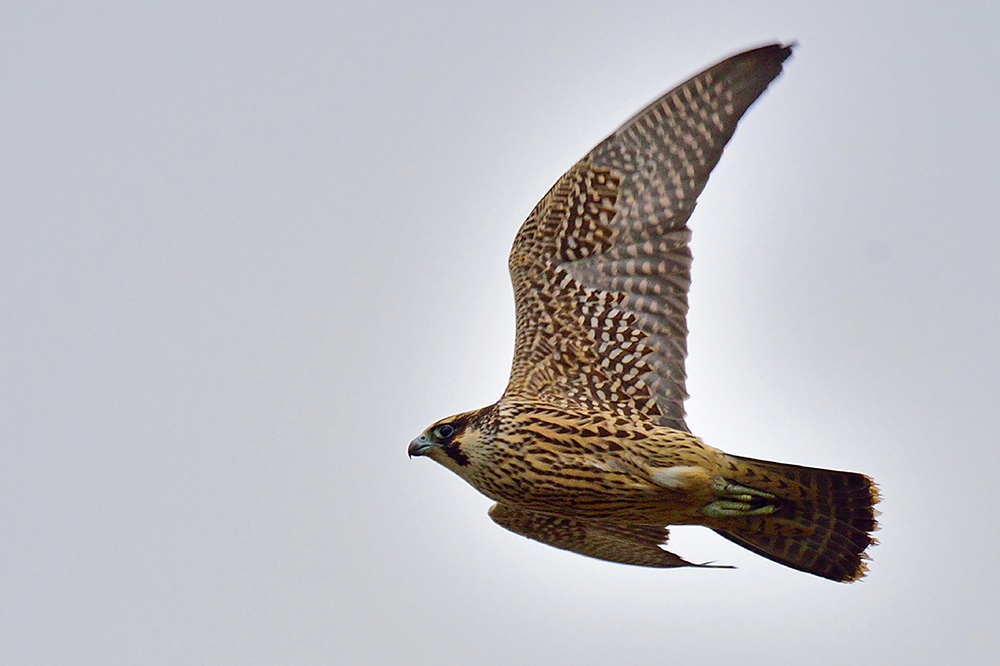 Peregrine Falcon