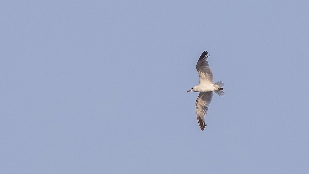 Audouin`s Gull
