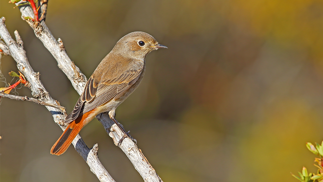 Common Redstart