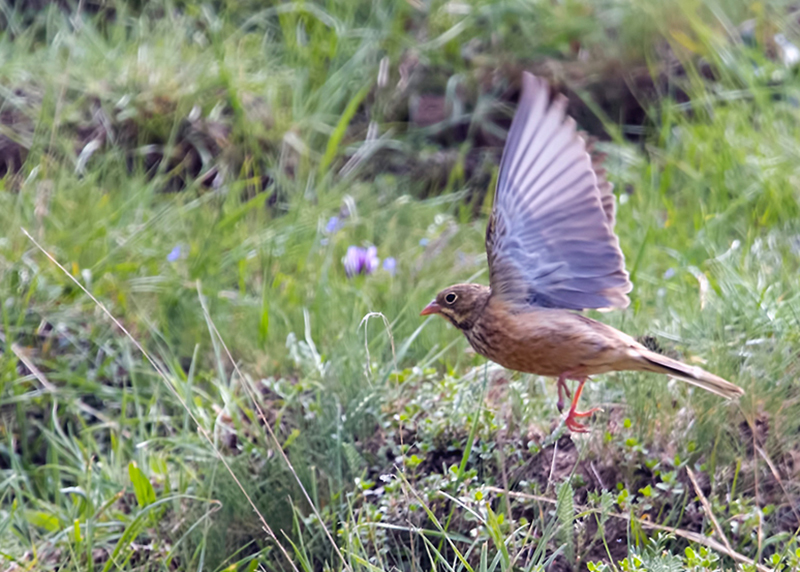 Ortolan Bunting