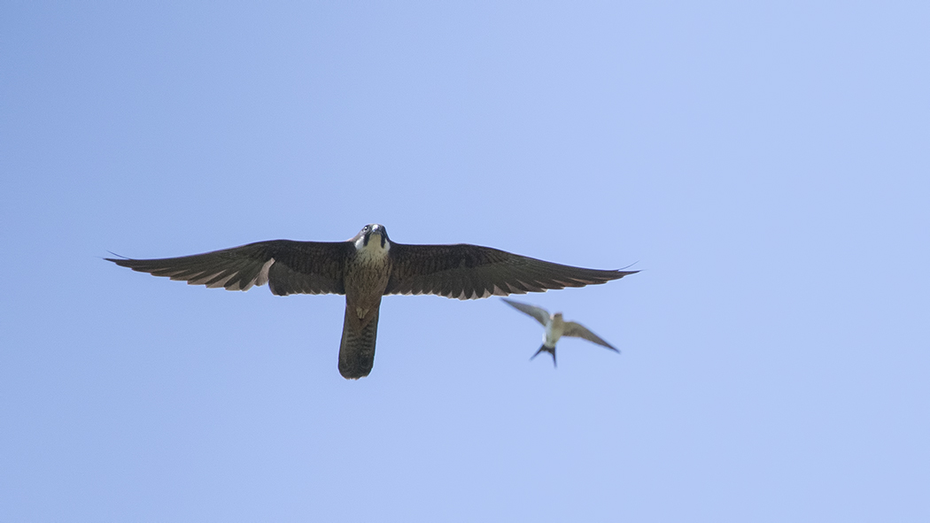 Eleonora`s Falcon