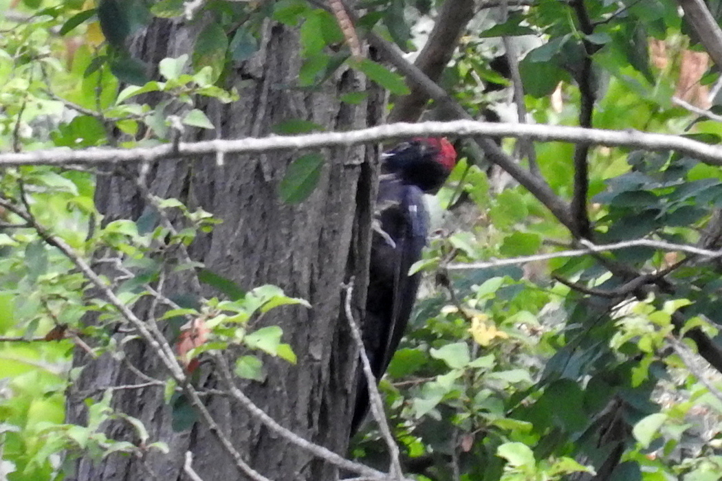 Black Woodpecker