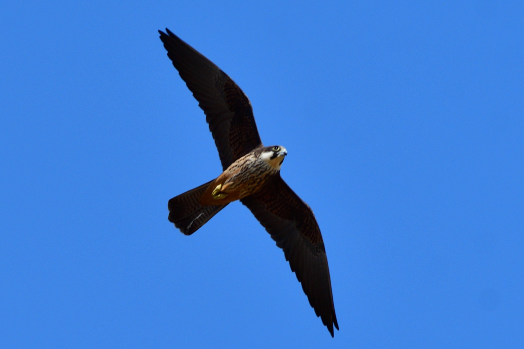 Eleonora`s Falcon