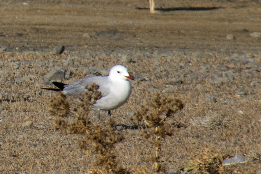 Audouin`s Gull
