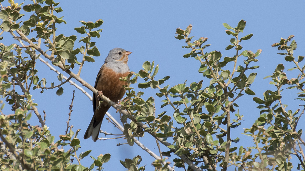 Cretzschmar`s Bunting