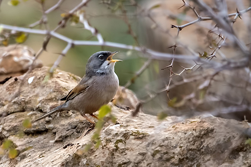 Spectacled Warbler