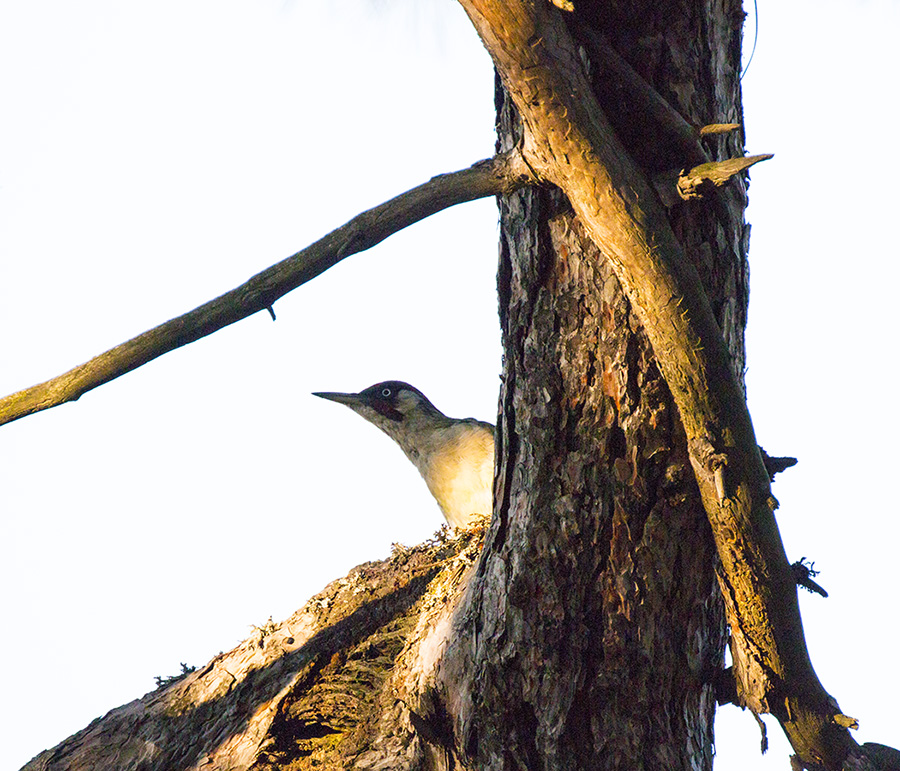 European Green Woodpecker