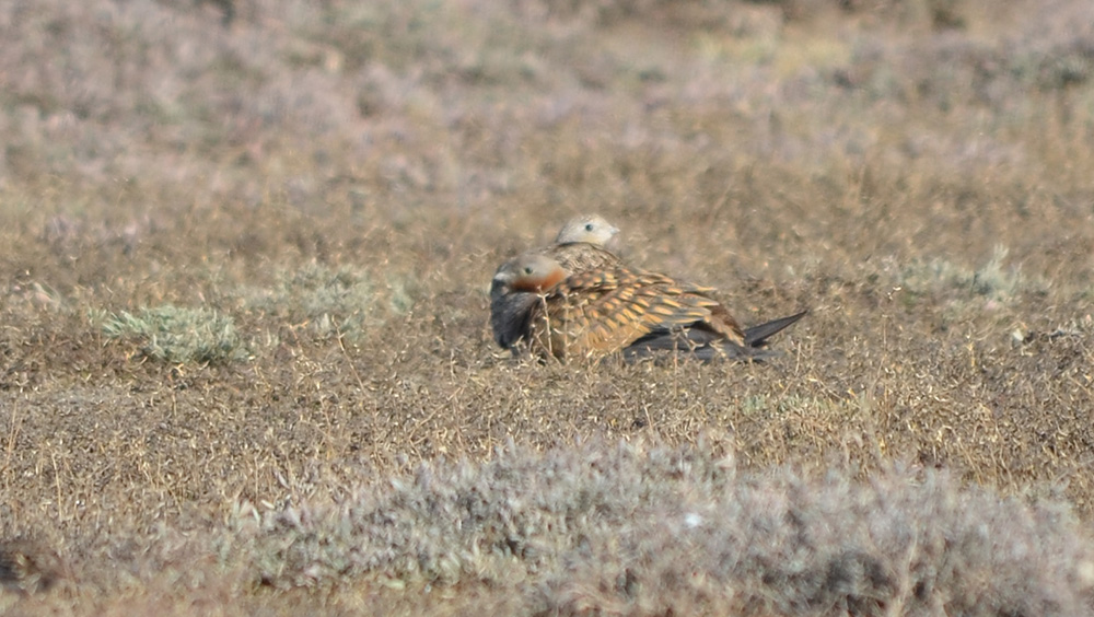 Black-bellied Sandgrouse