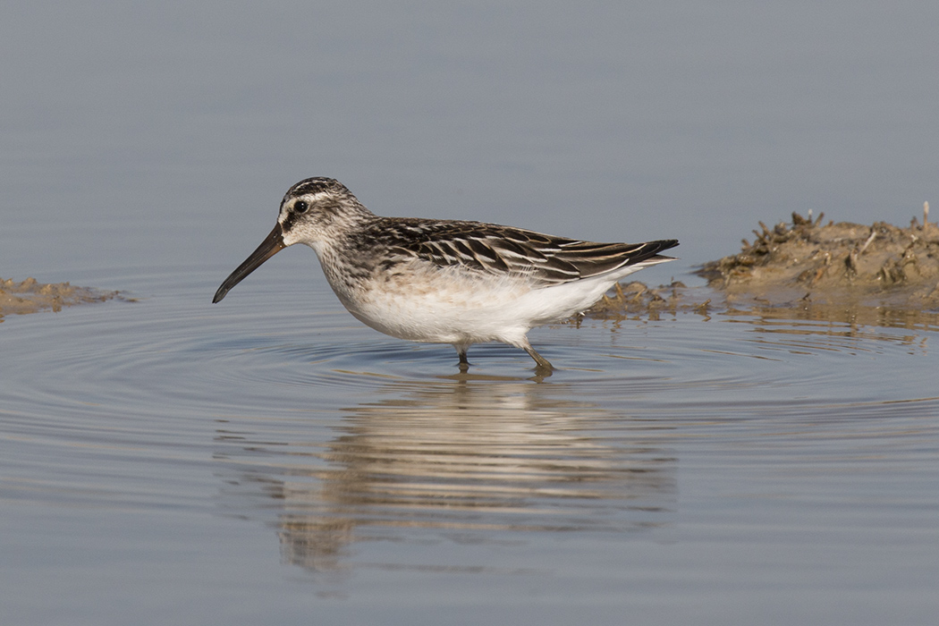 Broad-billed Sandpiper