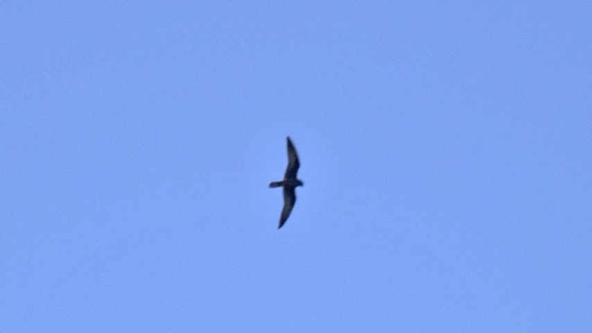 Eleonora`s Falcon
